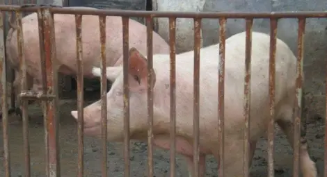 Разрешават до 3 прасета в кочина от догодина Разрешават до 3 прасета в кочина от догодина