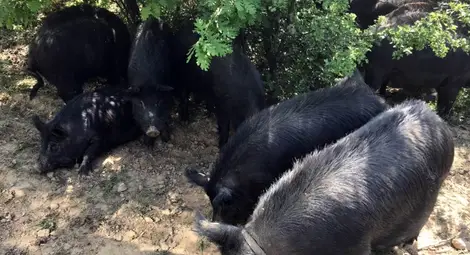 Заразата може да унищожи българска порода свине на 2500 години