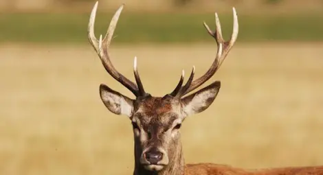 Бракониери убиха елени в Разградско