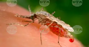 Учени откриха "слабото място" на маларийния паразит