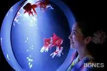 Най-странните загубени предмети във Великобритания