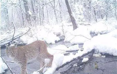 Вълци, рисове и мечки бродят край &ldquo;Чернобил&rdquo; /галерия/