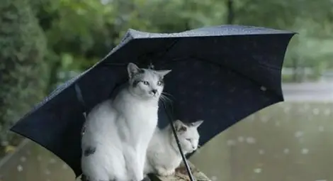 Днес задължително с чадър!