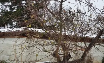 Ябълка от Божичен не стигна финала на &bdquo;Дърво с корен&ldquo;, но трогна организаторите