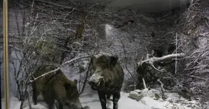 Зимна гора пресъздава нова диорама в Екомузея