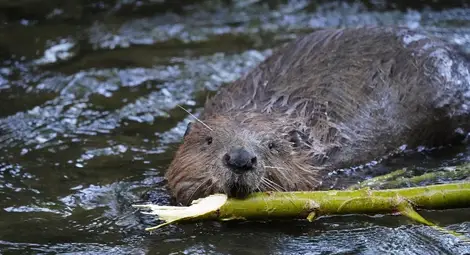 Бобърът се завърна в България след век и половина отсъствие. Бобърът се завърна в България след век и половина отсъствие.