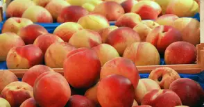 Дунавските овощари искат обратно  начисляване на ДДС за плодове и зеленчуци