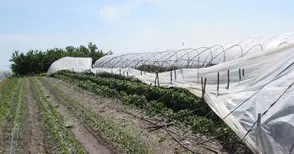 Продукция за поне 6 милиона лева помляна от градушката в Сливо поле