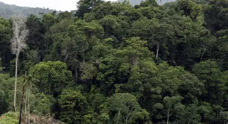 Спасиха 4 деца, оцелели 2 седмици в джунглата след разбиване на самолет