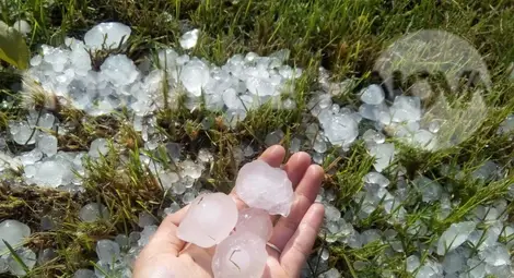 Над 5000 декара посеви  помлени от градушката