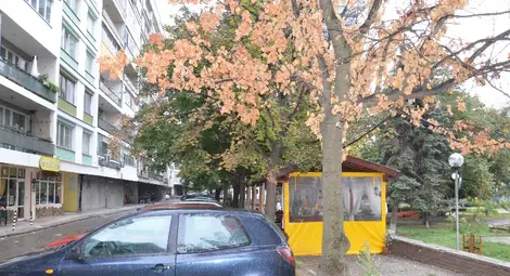 Изсъхнало дърво застрашава хора и коли пред блок &bdquo;Яворов&ldquo;