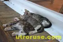 Започват Горещниците