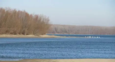 Бракониери стрелят от лодка между Мечка и Батин
