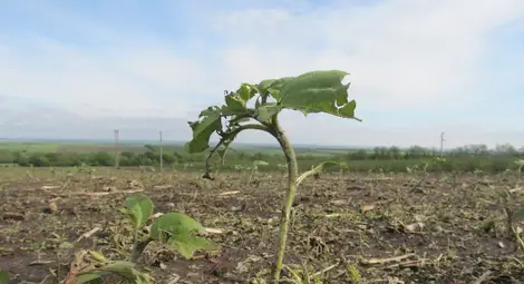 Стопаните без застраховка вземат 50% помощ за пропаднали площи