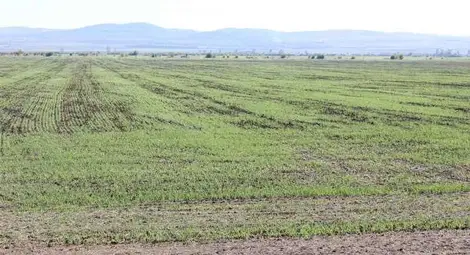 Русенец станал зърнопроизводител и взел субсидии без дори да подозира