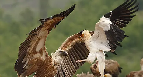 Нови белоглави лешояди пристигнаха в Природен парк "Сините камъни"