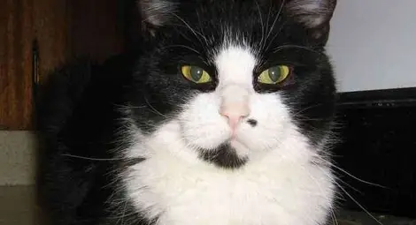 Британски котарак се бори за най-оглушително мъркане