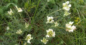 Защитена местност „Басарбовски степи“ ще пази две редки полски растения