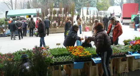 Овошки бонзаи са изкушението за градинари на изложбата &bdquo;Цветна пролет 2015&ldquo; в Пловдив