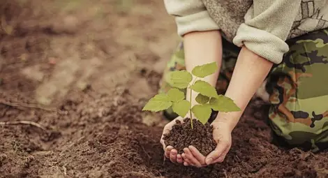 7-годишно дете изкоренило 200 дръвчета в Батак