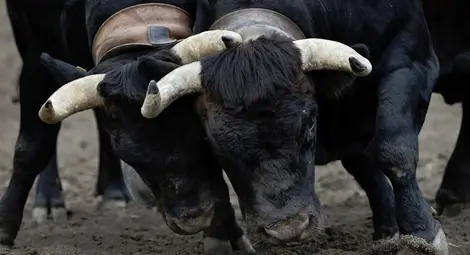 Британски учен и бизнесмен бе убит от крави