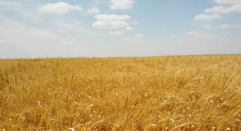 В община Борово се търгуват  най-евтините ниви в Русенско