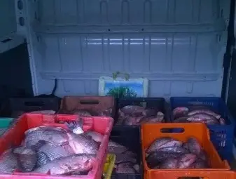 2660 кг риба иззета при нарушения само за 3 дни