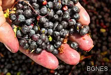 Червените боровинки неутрализират мазната храна Червените боровинки неутрализират мазната храна