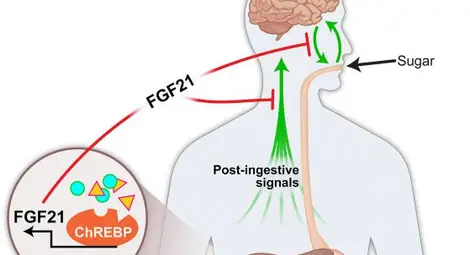 Любовта към сладкото се дължи на хормон в черния дроб