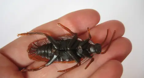 Създадоха &bdquo;робохлебарка&ldquo; разузнавач