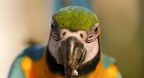 Наркозависими папагали се друсат по дърветата в Индия