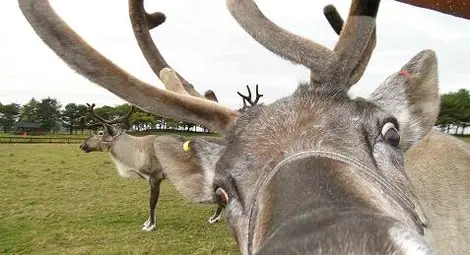 Елен нахлу на футболно игрище и вкара гол (видео)