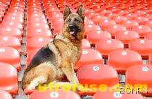 Полицейско куче пише доклад