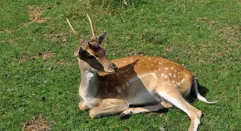 Хванаха бракониер, застрелял  сръндак с незаконна пушка
