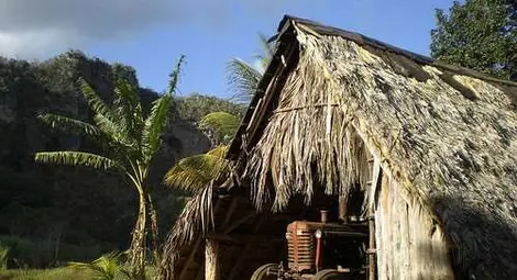 Милион хлебарки щъкат на свобода след бягство от ферма в Китай 