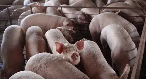 Африканската чума удря приходите  на &bdquo;Свинекомплекс Николово&ldquo;