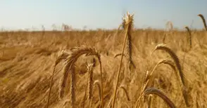 Арендатори разораха и засяха скрито  десетки декари пасища в Ценово