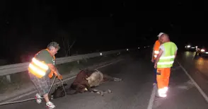 Кравар плаща за катастрофа с изскочило на пътя животно