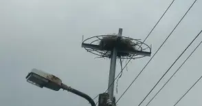 Късо съединение изгори гнездо на щъркели