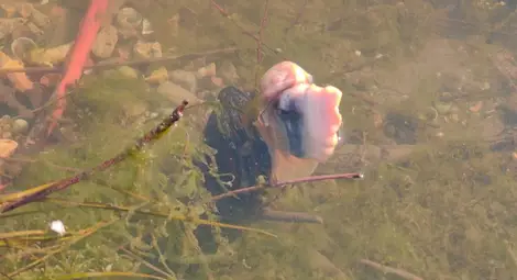 Мъртви мекотели изплуваха в Дунав заради нагрятата до горещо вода