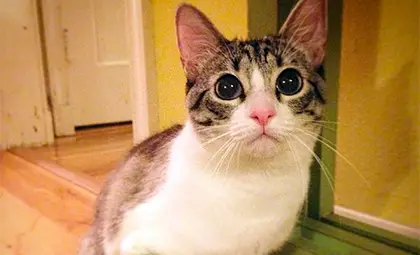 Двуног котарак хит в Instagram Двуног котарак хит в Instagram