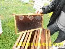 Пчелари: Кошерите измират! Пчелари: Кошерите измират!