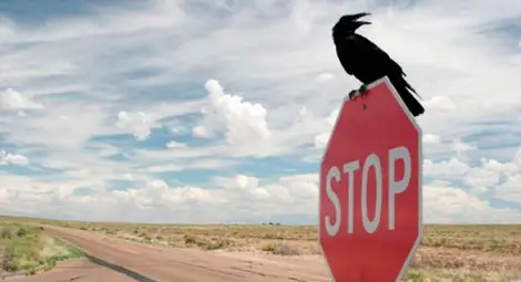 Птиците са запознати с ограничението на скоростта на пътя