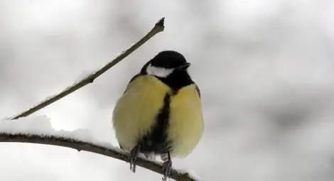 Студено и със слаб сняг, облаците остават