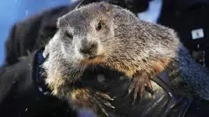 Мармотът Фил направи прогноза колко ще продължи зимата (ВИДЕО)