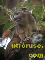 Откриха нов вид хищник Откриха нов вид хищник