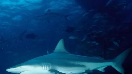 Намериха чернопера акула в басейн на жилищен комплекс