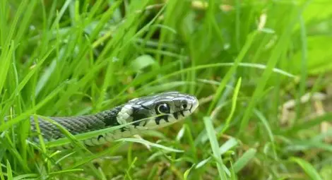 Змия ухапа младеж в Симитли
