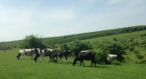 Недоглеждане наказа стотици животновъди в Двемогилско да връщат евросубсидии Недоглеждане наказа стотици животновъди в Двемогилско да връщат евросубсидии