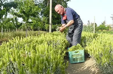Мурсалски чай &ndash; едно от чудесата на България